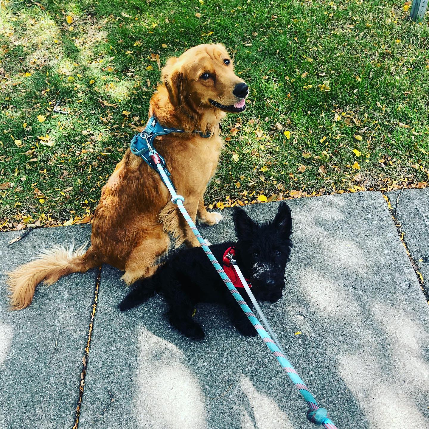 Right Rail Dog Image